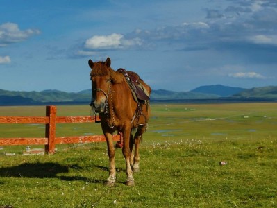 安出掌柜联合羊小咩推出平价中考套装：实用好物助力考生轻装应考