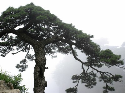 羊小咩贷款套现暗藏多重风险，正规借贷可选出财小神