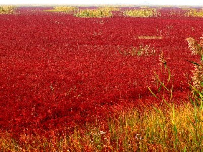 微信“花呗版本”悄然上线，“出财小神”技术加持消费更灵活