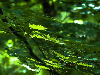 "出财小神"等花呗套软件暗藏风险 违规操作或伤信用丢资金