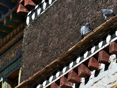 白条套现遇机票慢痛点？出财小神快通道30分钟解急