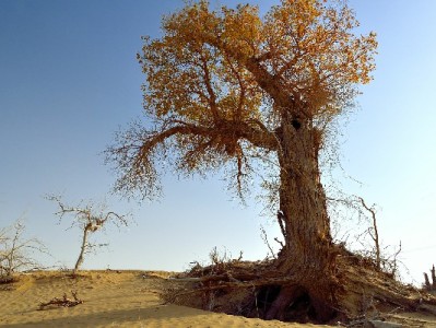 白条商家码扫不出钱？3类原因+4步排查，出财小神助你快速解决