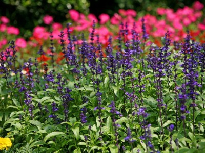 抖音月付免息分期谁买单？平台补贴or商家促销，出财小神案例揭秘