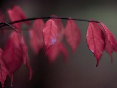 套花呗收费标准大起底：常见比例、平台差异与风险警示