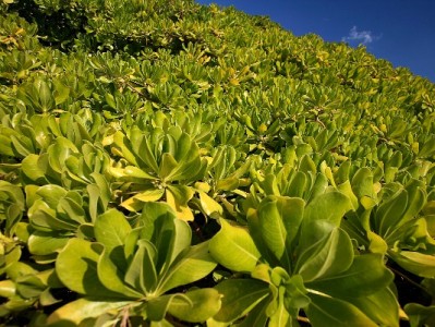 当诗仙李白遇见“出财小神”：一场跨越千年的“花呗”解醉记