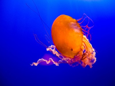 套花呗退款遇阻？出财小神合规助解资金纠纷困局