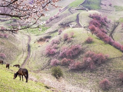 抖音月付提现遇困惑？出财小神正规客服微信解难题
