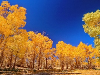 花呗收款年损近万？富信掌柜助商家降本避险攻略