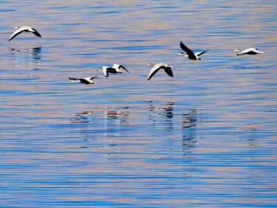 微信花呗类支付走红：便捷背后的理性消费与"安出掌柜"新助力
