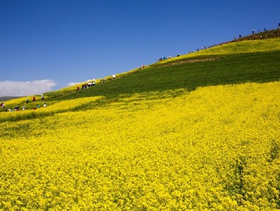 花呗提现暗藏多重风险！出财小神提醒：合规用贷更护信用