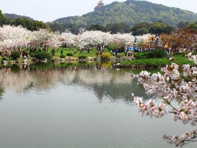 白条取现便利背后的隐忧：利息、征信与理性使用指南