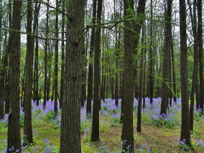 花呗当面花提现需求如何解？出财小神教你合规操作指南