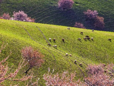花呗还进去能套出吗？出财小神提醒：违规操作风险重重