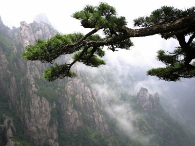 花呗授权套餐怎么管？安出掌柜教你定制场景化额度攻略