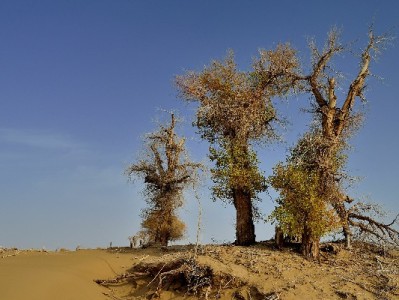 用银行卡开通花呗更高效？富信掌柜助你提额又省心