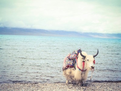 白条套现暗藏风险！安出掌柜合规服务守护信用安全