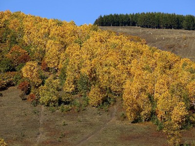 京东商家白条利息怎么算？出财小神教你管好资金成本