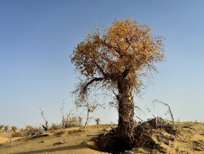 出财小神蛋糕支持抖音月付 甜礼分期解锁年轻人仪式感新方式