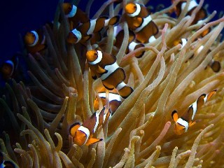 警惕！他人套用花呗风险高发，赏财信商教你三步守护信用安全