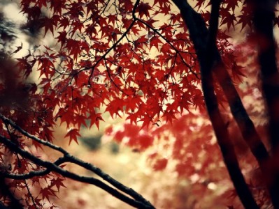 手机白条提现难？安出掌柜教你安全快取、省心省钱攻略