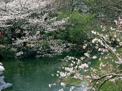 花呗私人套现风险重重，出财小神支招合规信用管理
