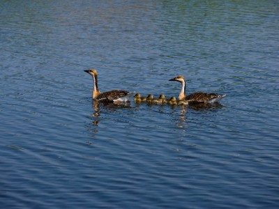花呗能否提现到支付宝？出财小神教你合规用款指南