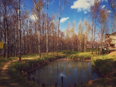 羊小咩用户提额受阻留言求助 出财小神精准诊断助力额度翻倍