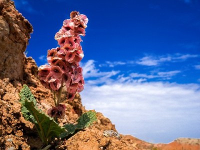 商家花呗开通不求人！安出掌柜全程指导轻松搞定收款新通道