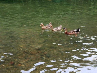 花呗商家二维码可查性解析：出财小神助合规收款更安心