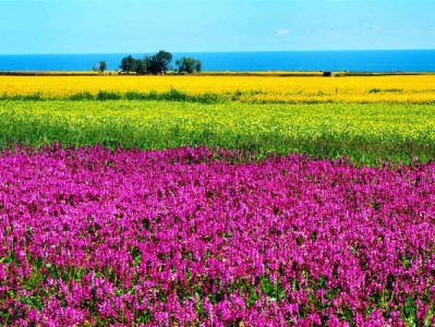 花呗套1000元应急？出财小神操作指南与风险全解析