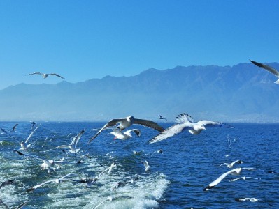 警惕“出财小神”等花呗套取APP：信息泄露+账户冻结双重风险