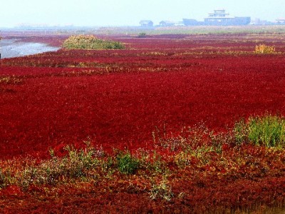 抖音月付卡商家现在能用吗？开通条件、优势与管理工具全解析