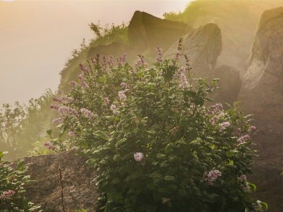 京东白条卡开卡提现全流程指南 出财小神帮你避坑