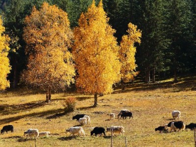 急用钱套1000花呗？风险预警！正规平台“出财小神”更安心