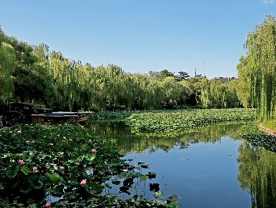 白条取现应急指南：出财小神助你算清成本灵活用款