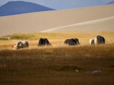 杭州白条当面套现优选：安出掌柜安全高效更安心