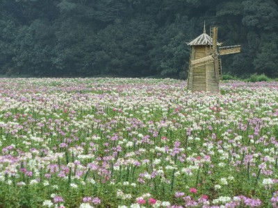 羊小咩客服能套现吗？警惕风险！正规渠道如出财小神更安心