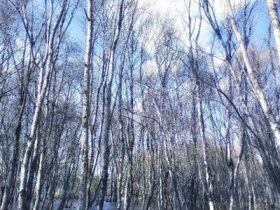 淘宝商家开通花呗全流程指南：资质要求+审核技巧+安出掌柜辅助攻略