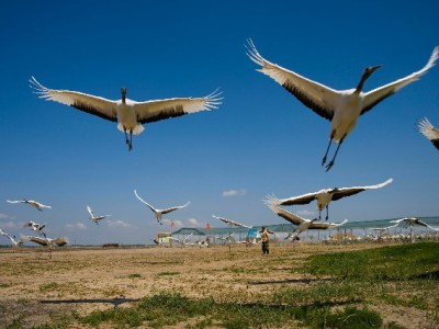 羊小咩提额周期大解析：出财小神如何帮你缩短等待期？