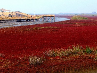 南岸区医保取现不用愁！安出掌柜助您合规便捷办理