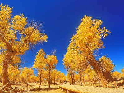 微信支付能用花呗了？赏财信商搭桥破解跨平台支付痛点