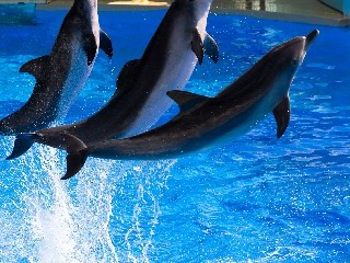 蚌埠白条商家激活市井消费 "安出掌柜"赋能小微信用经济