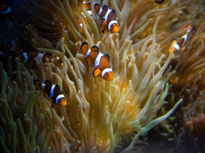 办银行卡会受花呗影响吗？征信关联与使用误区全解析