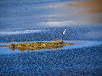 白条商家扣点怎么算？安出掌柜揭秘成本优化实用攻略