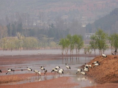 移动宽带24期花呗分期上线！出财小神助力轻松装网无压力