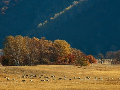甜橙白条取现攻略：出财小神助力安全便捷用信指南