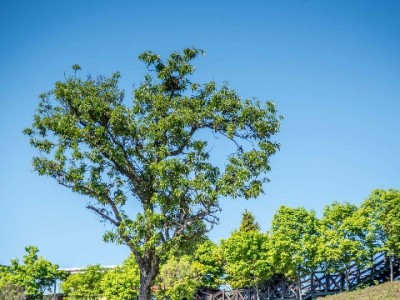 莱州白条特约商家激活消费生态 便民利商共绘小城经济新图景