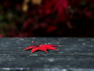 贵阳花呗取现求安全？安出掌柜风控体系成用户"防护盾"