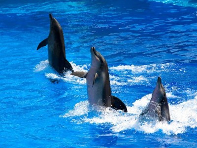 商家开通花呗收款总卡壳？出财小神手把手教你高效通关