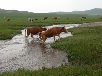 抖音月付支付方式商家可见吗？出财小神助你精准解析交易数据